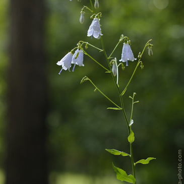 Adenophora liliifolia, zvonovec...