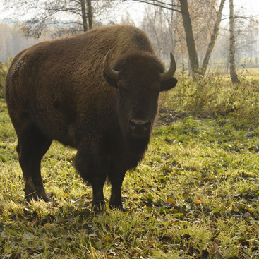 Bison bison, bizon - Veclov u Slavonic