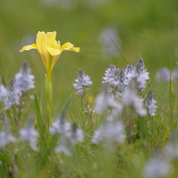 Iris humilis subsp. arenaria, kosatec...