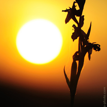 Ophrys apifera, tořič včelonosný -...