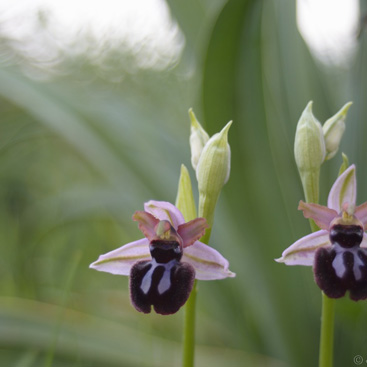 Ophrys sipontensis, tořič sipontský...