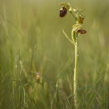 Ophrys sphegodes, tořič pavoukonosný...