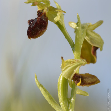 Ophrys sphegodes, tořič pavoukonosný...