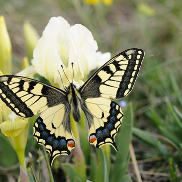 Papilio machaon, otakárek fenyklový -...