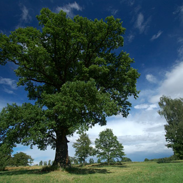 Quercus robur, dub letní, Korákov...
