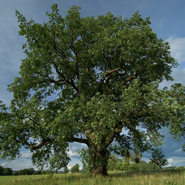 Quercus robur, dub letní, Turovec...