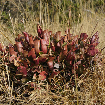 Sarracenia purpurea, špirlice nachová...