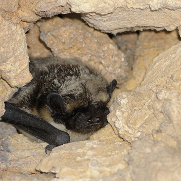 Vespertilio murinus, netopýr pestrý -...