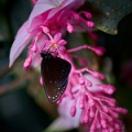 Orchideje a tropické rostliny v Brně - fotoworkshop