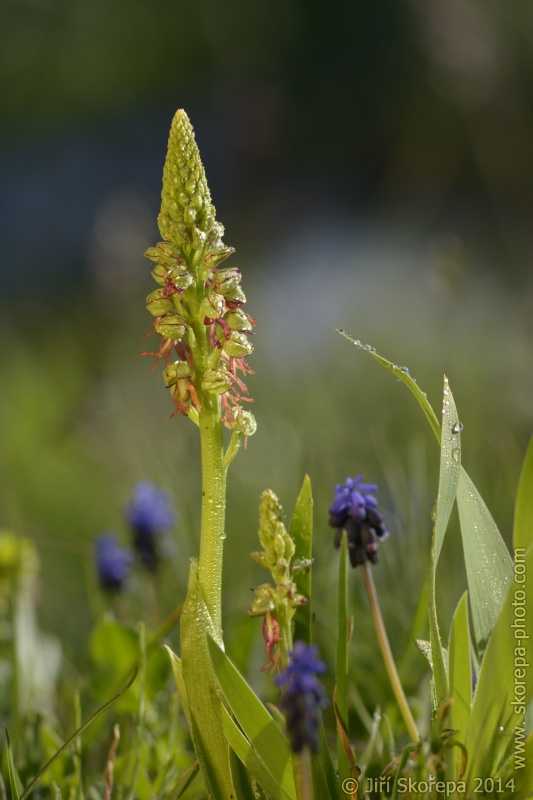 Aceras antropophorum, aceras podivný - Monte Sacro, Gargano, Italia