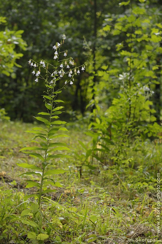 Adenophora liliifolia, zvonovec liliolistý - NPR Karlštejn, CHKO Český kras.