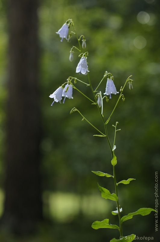 Adenophora liliifolia, zvonovec liliolistý - NPR Karlštejn, CHKO Český kras.