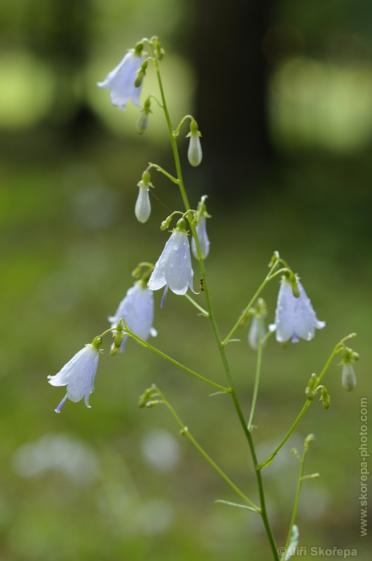 Adenophora liliifolia, zvonovec liliolistý - NPR Karlštejn, CHKO Český kras.