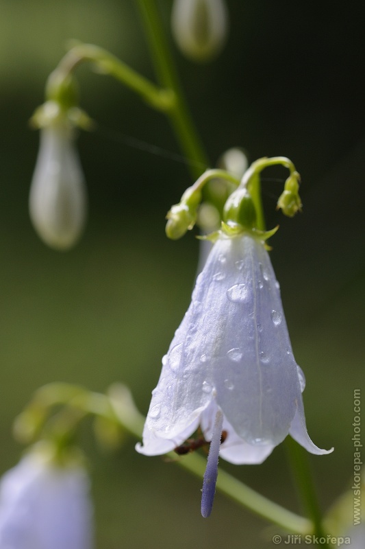 Adenophora liliifolia, zvonovec liliolistý - NPR Karlštejn, CHKO Český kras.