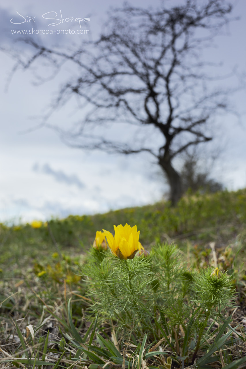Adonis vernalis, hlaváček jarní – Pálava