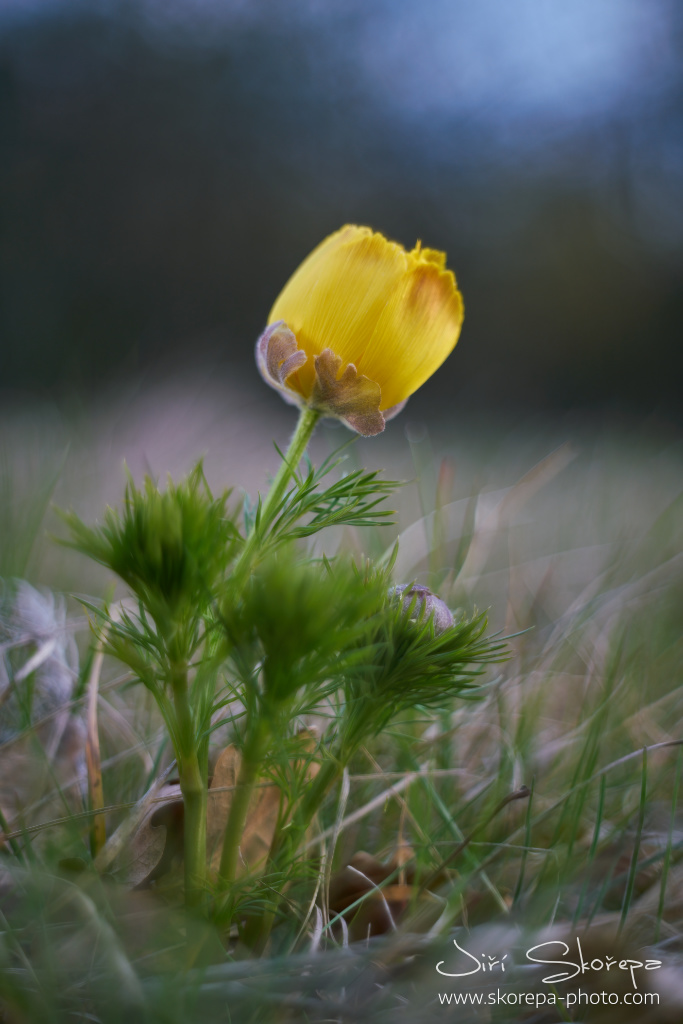 Adonis vernalis, hlaváček jarní – Srbsko, CHKO Český kras