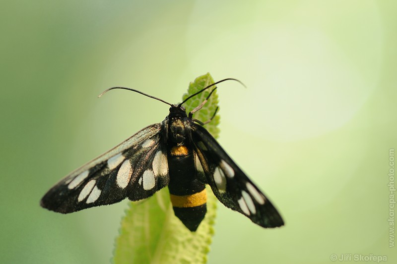 Amata phegea, běloskvrnáč pampeliškový