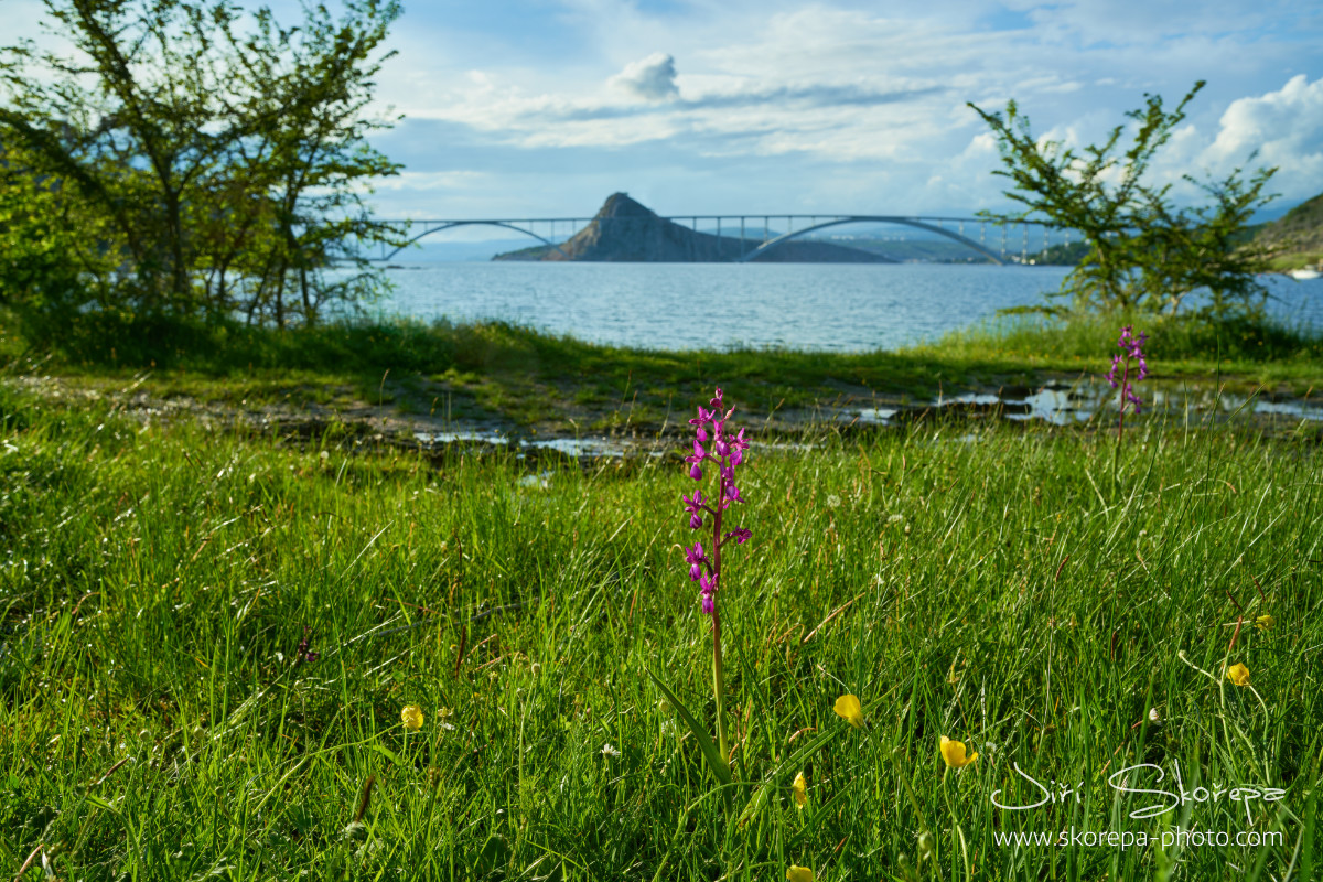 Anacamptis laxiflora, vstavač řídkokvětý – Krk, Chorvatsko