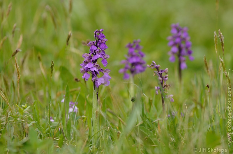 Anacamptis morio (syn. Orchis morio), vstavač kukačka - PP V Polích, Prachaticko