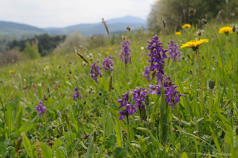 Anacamptis (Orchis) morio, vstavač kukačka - PP V Polích, Prachaticko