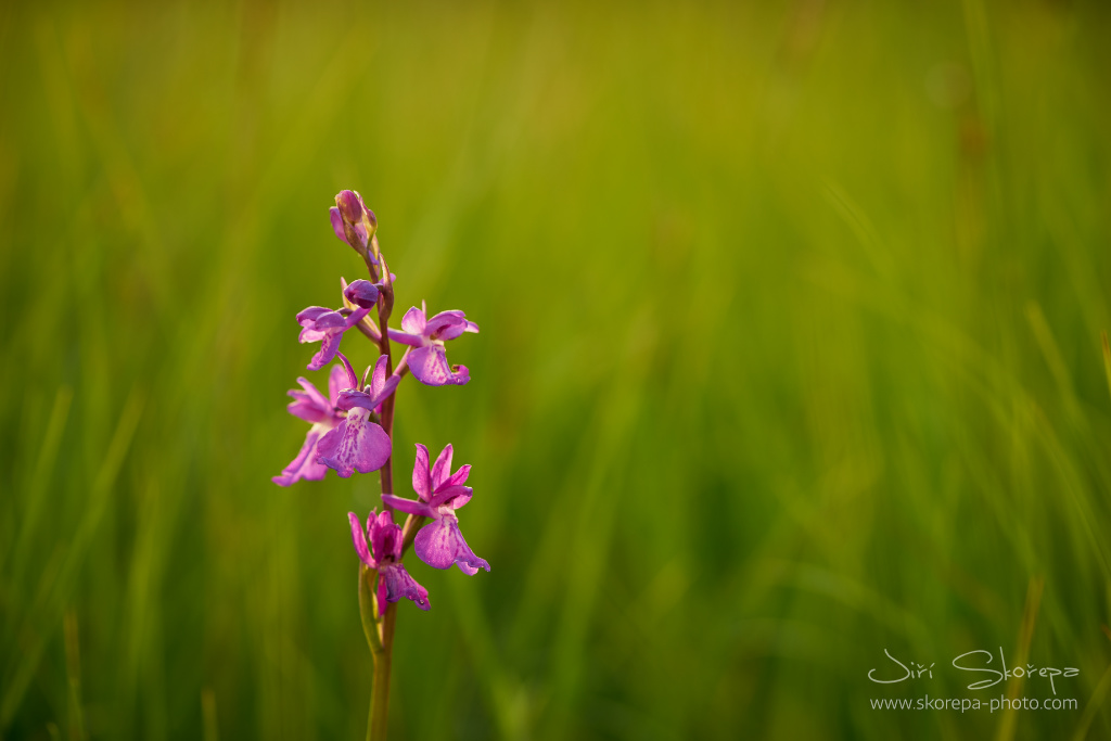 Anacamptis (Orchis) palustris, vstavač bahenní – Záhorie, Slovensko