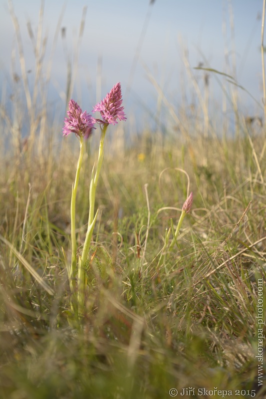 Anacamptis pyramidalis, rudohlávek jehlancovitý - Gargáno, Itáliely