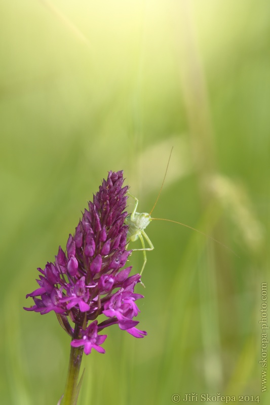 Anacamptis pyramidalis, rudohlávek jehlancový- CHKO Bílé Karpaty