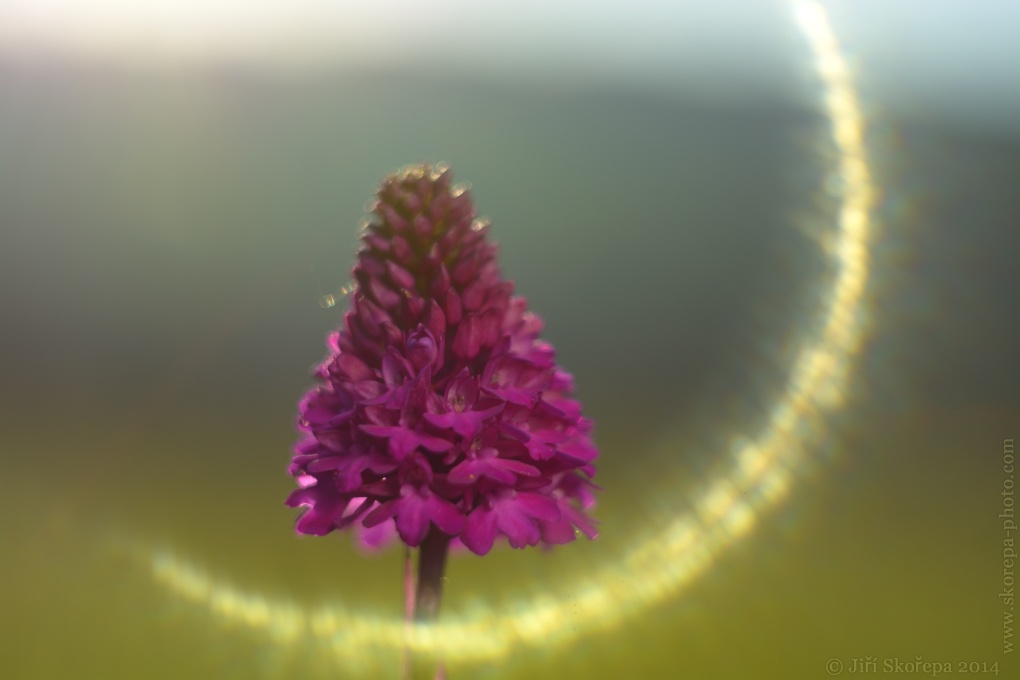 Anacamptis pyramidalis, rudohlávek jehlancový- CHKO Bílé Karpaty