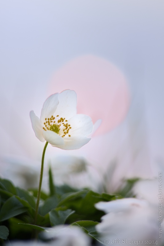 Anemone nemorosa, sasanka hajní - Hlavatce, Táborsko