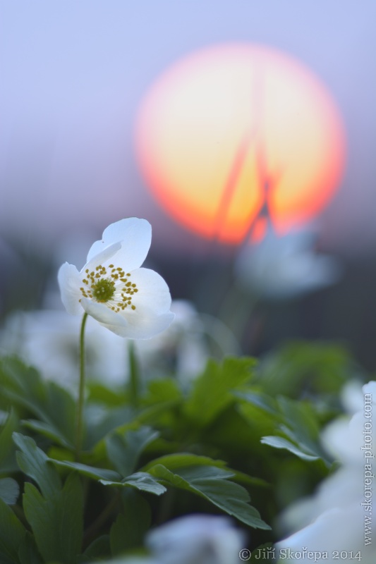 Anemone nemorosa, sasanka hajní - Hlavatce, Táborsko