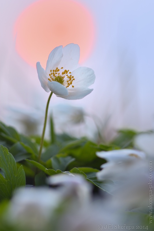 Anemone nemorosa, sasanka hajní - Hlavatce, Táborsko