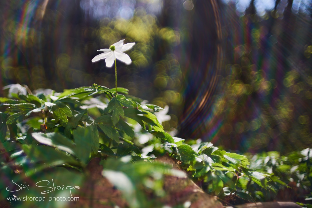 Anemone nemorosa, sasanka hajní - objektiv PKS MC MIR-67 35mm f2,8