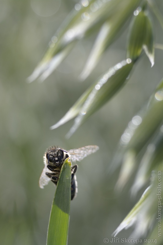 Apis sp., včela - Táborsko.