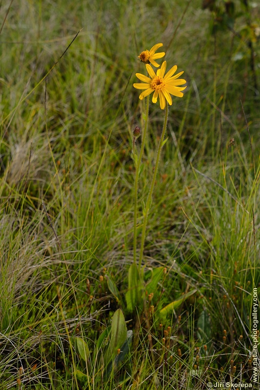 Arnica montana, prha arnika