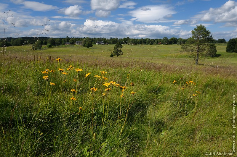 Arnica montana, prha arnika