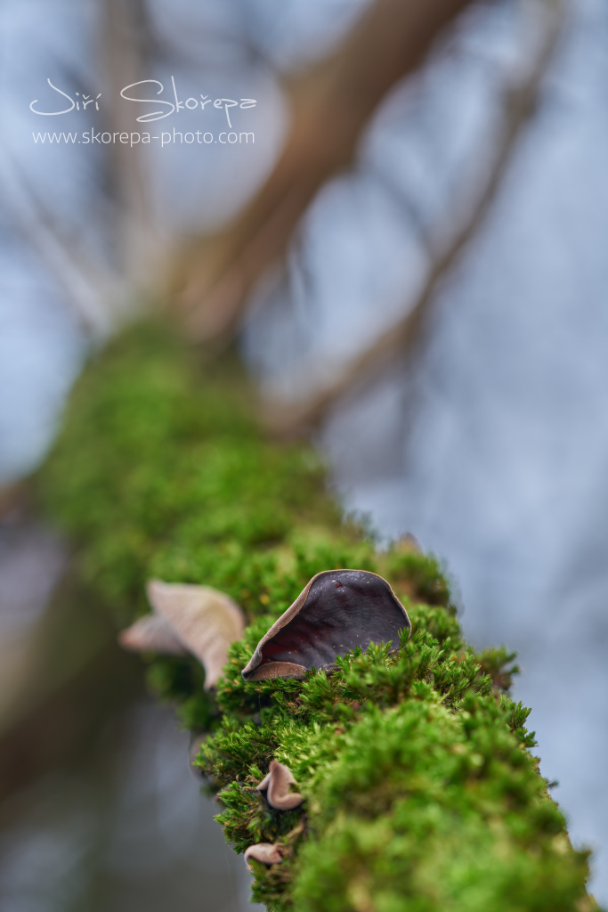 Auricularia auricula-judae, boltcovitka bezová neboli boltcovitka ucho Jidášovo – Hněvkovice, Humpolecko