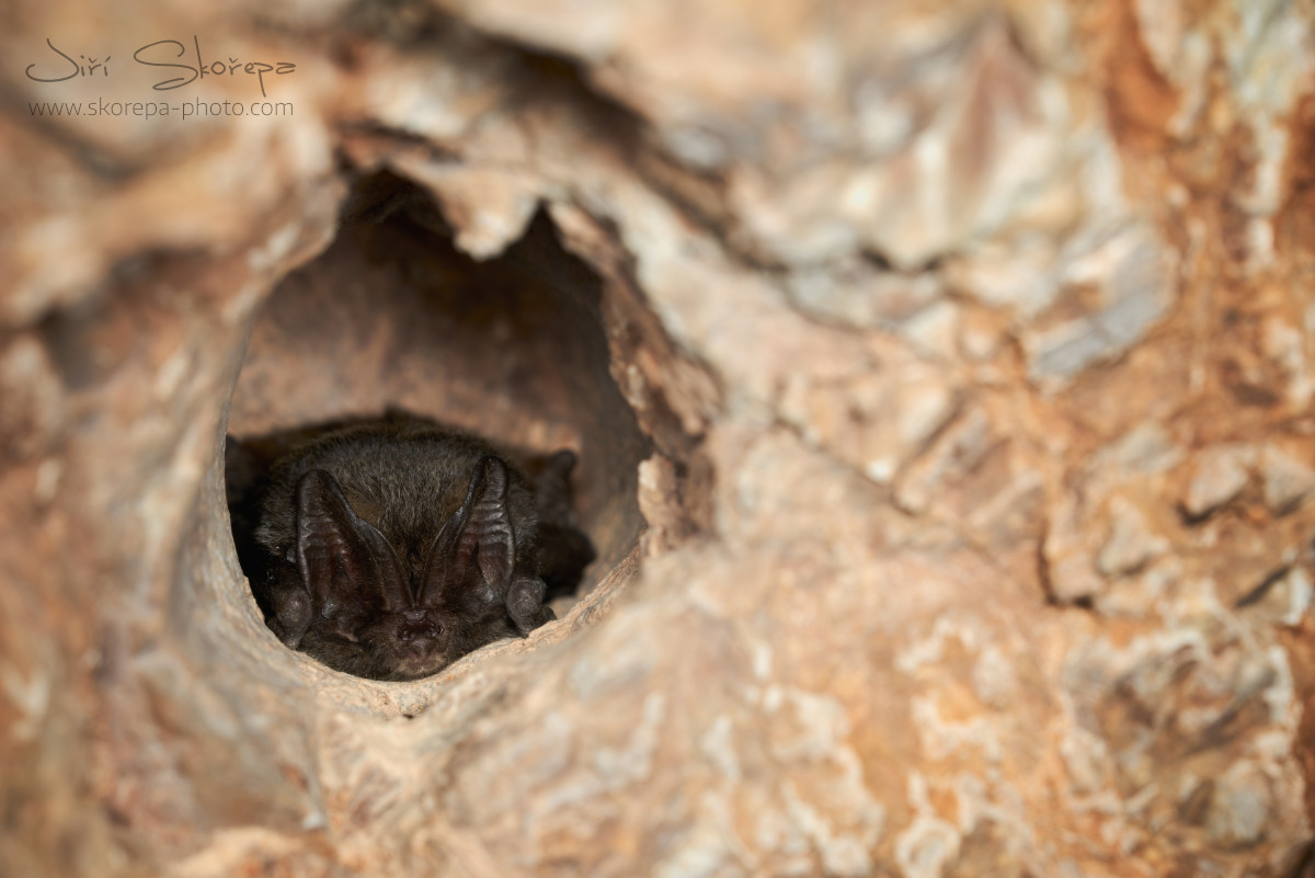 Barbastella barbastellus, netopýr černý - Malá Amerika, Český kras