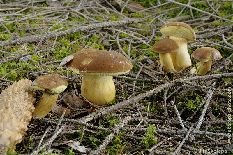 Boletus badius, hřib hnědý - Táborsko