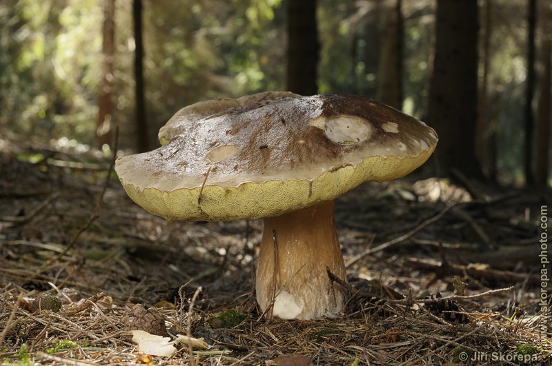 Boletus edulis, hřib smrkový - Rybova Lhota, Táborsko