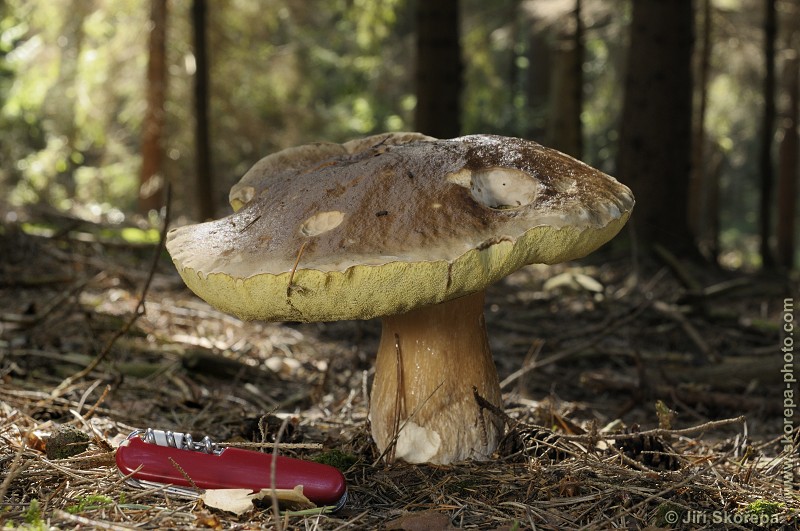 Boletus edulis, hřib smrkový - Rybova Lhota, Táborsko