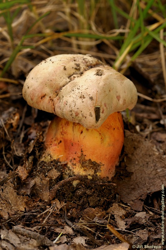 Boletus legalie, hřib Le Galové