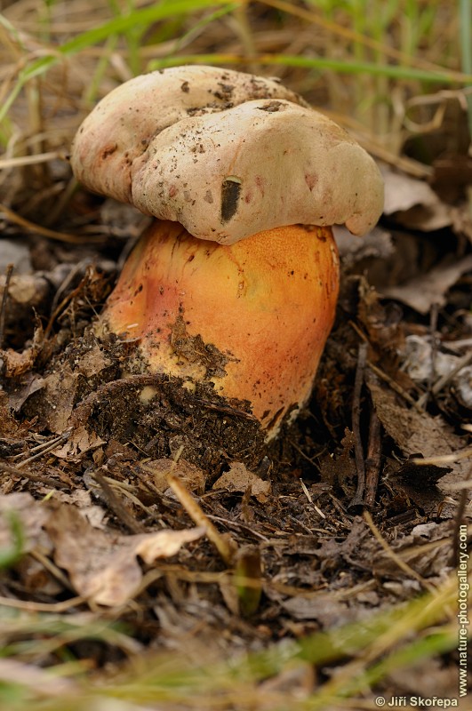 Boletus legalie, hřib Le Galové