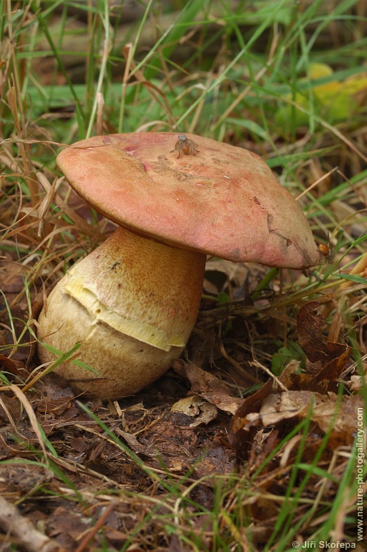 Boletus legalie, Hřib Le Galové