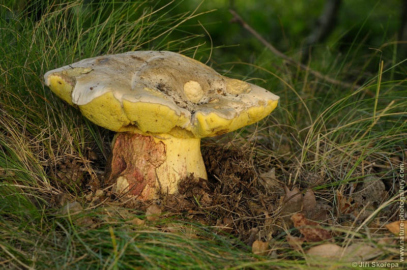 Boletus radicans, hřib medotrpký