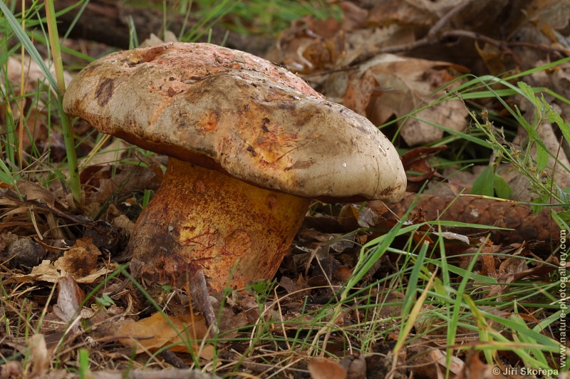 Boletus xantopurpureus, hřib žlutonachový