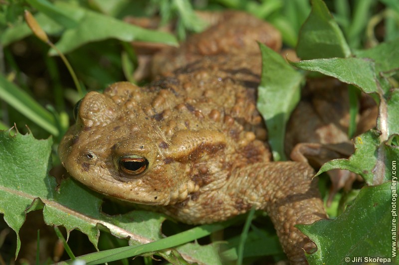 Bufo bufo, ropucha obecná