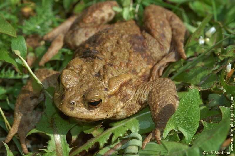 Bufo bufo, ropucha obecná