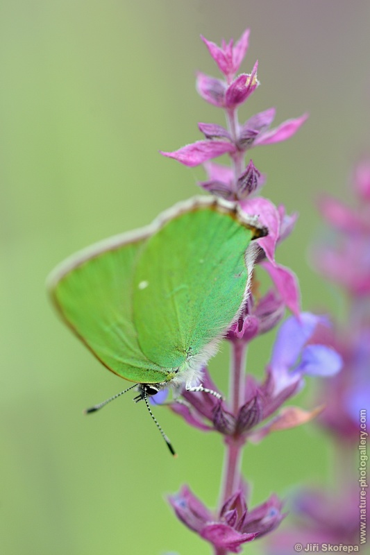 Callophrys rubi, ostruháček ostružníkový