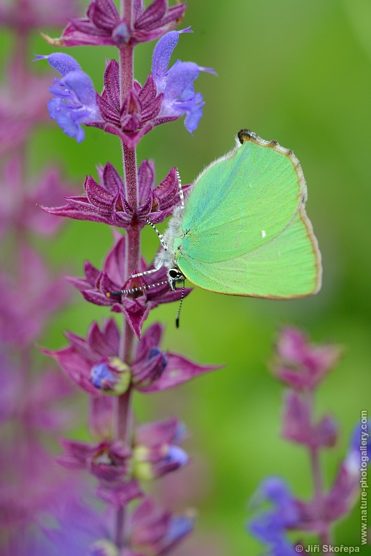 Callophrys rubi, ostruháček ostružníkový