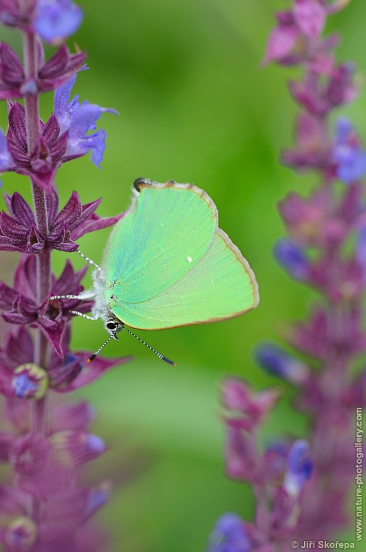 Callophrys rubi, ostruháček ostružníkový